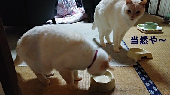 The white cat was satisfied after eating the treat &quot;Of course.&quot;