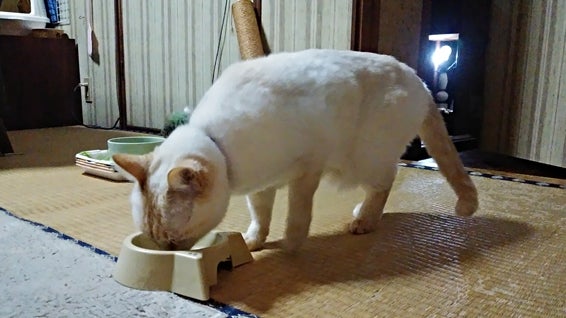 A white cat licks the plate that his brother has finished eating.