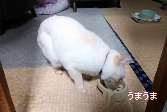 white cat eating treats &quot;Delicious and delicious&quot;