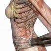 実際には骨に付着している筋は身体に存在しない‐-筋は付着する膜がなければ挽肉である。