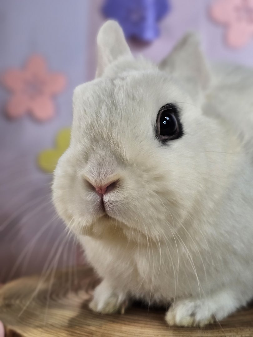 うさぎ様 ⭐4匹の飼い主様が決まりました⭐ | 札幌のうさぎ専門店“mon Lapin”の