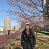 汐入の河津桜の画像