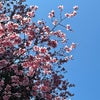 早咲きの桜美しい❗️の画像