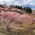 今日の持株とおおいゆめの里の桜（神奈川県大井町）
