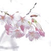 咲き始めたハツミヨザクラの画像
