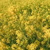 毎年楽しみ！黄色の祭典　満開の菜の花畑でキラキラ春パワー充電の画像