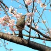 【4月1日〜】吉田家、京都へ行きます！（追記しました）の画像