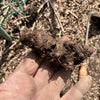 オカワカメの塊根植えと里芋の芽出し！の画像
