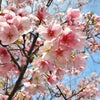 ✨❤心に春の訪れ❤✨愛と感謝✨健康の大切さ✨の画像