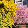 ミモザと桜の共演が美しい蔵前神社の画像