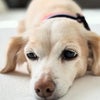 愛犬ハナコのトリミングの画像