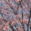 美しい蜂須賀桜と女神たちの愛に包まれて♪の画像