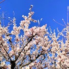 桜咲け！間もなく美しい桜が開花しますの記事より