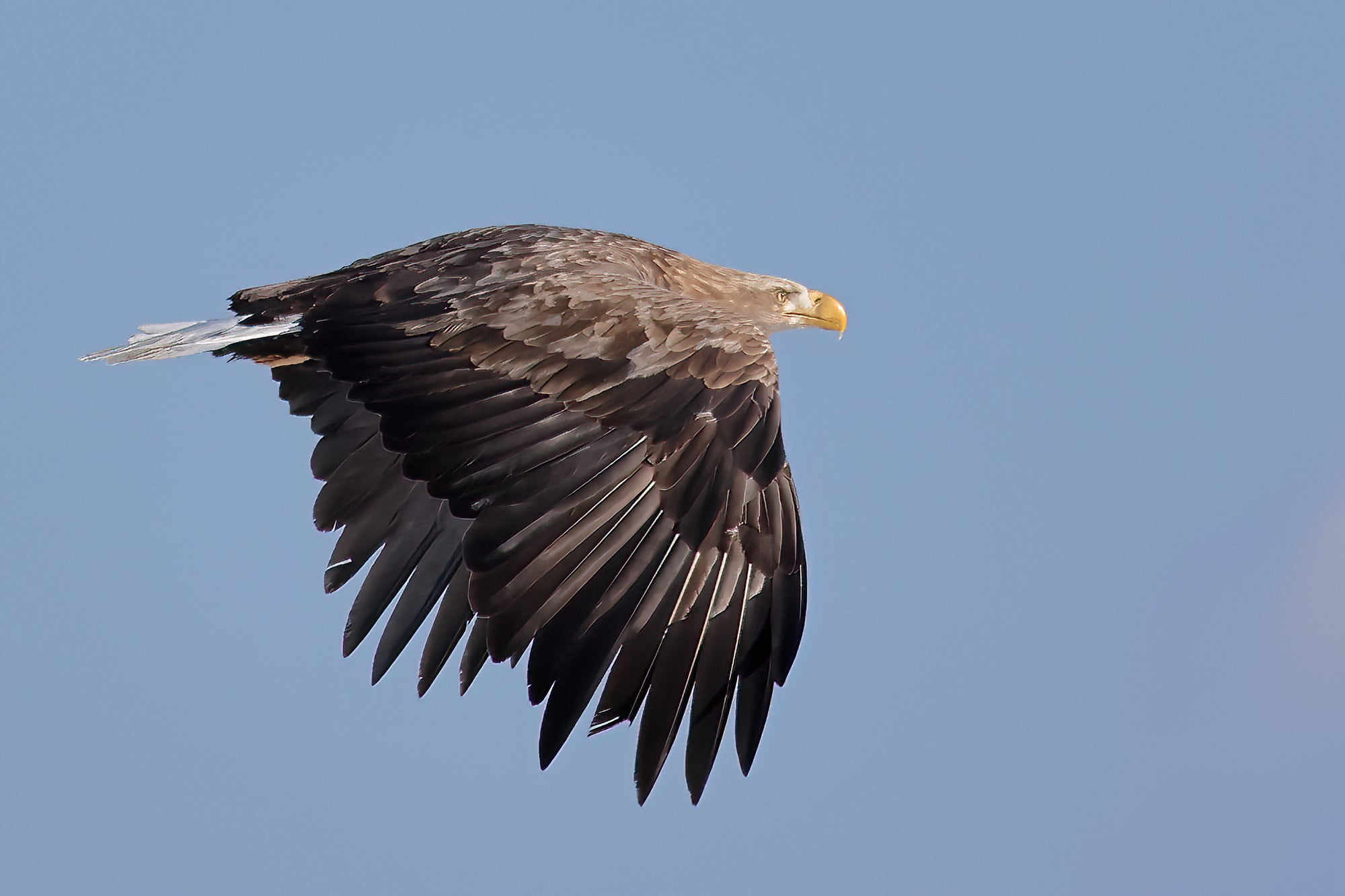 2022年1月】オジロワシ（White-tailed Eagle） | 鳥好きFPの