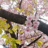 Otomenohaneさまと桜コラボレーション✨の画像