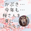 かぶき〜桜さん咲くよ♡の画像