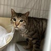 【引取協力C2024-05】子猫・キジトラ♂　生後6ヶ月の画像