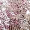 ジュネーブで美しく咲く日本寄贈の桜。スイスの街並み。の画像