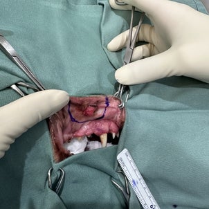 犬の口腔内メラノーマの切除手術と放射線治療開始CT・放射線・手術・にかかる料金公開★の画像