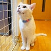 【夕刊～今日も猫にありがとう！】の画像