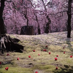 城南宮のしだれ梅と落ち椿が凄いの画像