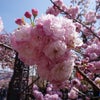 造幣局の桜の通り抜けの画像