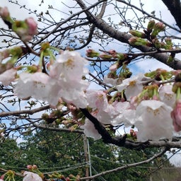 画像 桜も満開に‼️ の記事より 1つ目