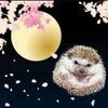 #3月30日に夜桜まつり開催〜是非お越しください☆゛の画像
