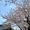 お寺の桜がの画像