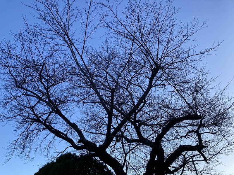 2024.03.27近所の桜の木