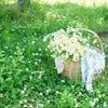 晩春～初夏にオススメな可愛い花♪マトリカリアの楽しみ方♡の画像