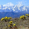リベンジ・白銀の北アルプス連峰と福寿草の画像