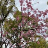 春巻きランチと山桜の画像