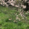 一心行の桜の画像