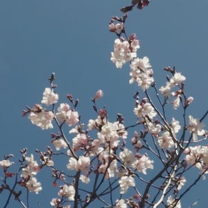 桜開花（関西地方です）の画像