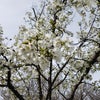 #大阪桜開花宣言  大阪城公園いましたの画像