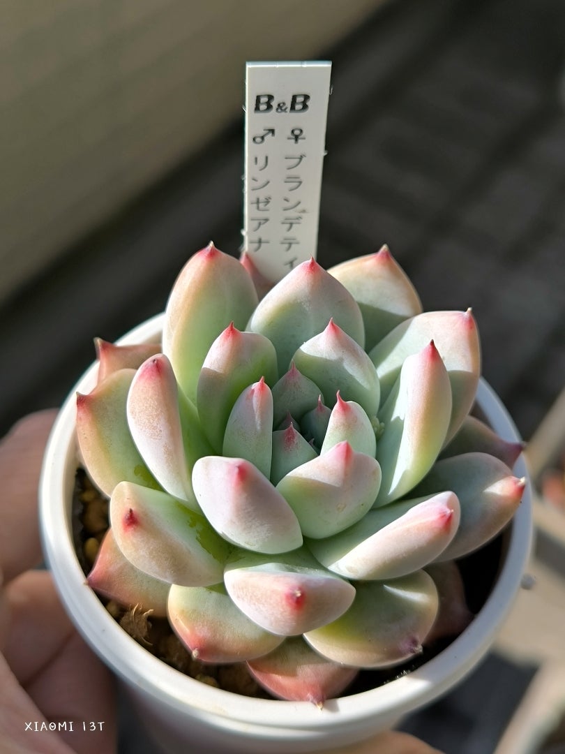 中里リンゼアナやお気に入りのコロラータ | 多肉植物大好きな 中里リンゼアナやお気に入りのコロラータ | 多肉植物大好きな