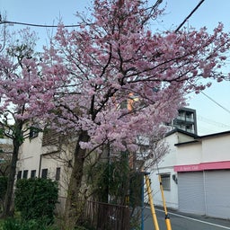 画像 ご近所の桜 の記事より 1つ目