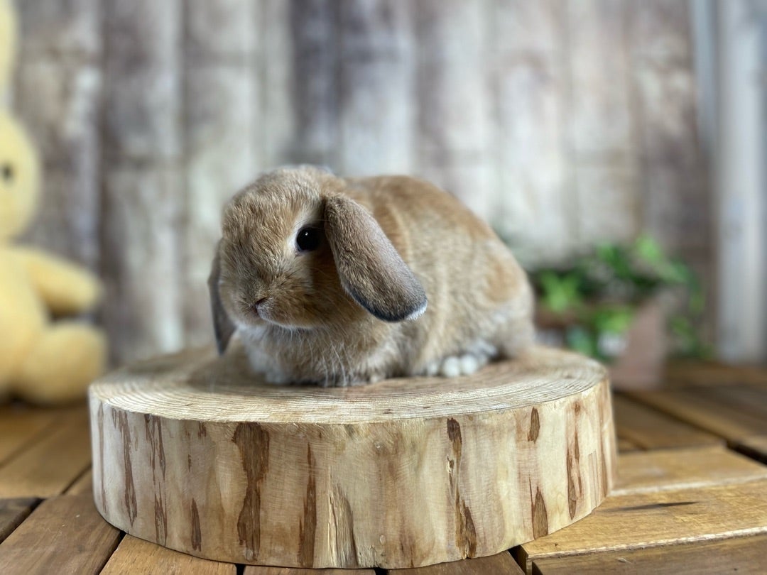 3組の飼い主様が決まりました!&子うさぎが入店しました | 札幌 3組の飼い主様が決まりました!&子うさぎが入店しました | 札幌