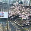 桜の季節のロケーション撮影の画像