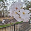 桜の季節。夕方の夙川に行ってきました。の画像