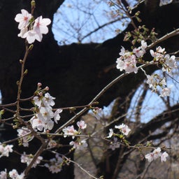 画像 靖国神社の桜の標本木 の記事より 12つ目