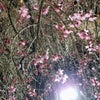 private☆桜の画像