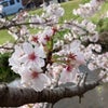 桜がやっと満開になったので花見ドライブ！の画像