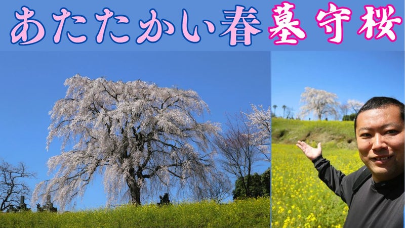 【美しい✨】大分県竹田市「墓守桜」は、春をより温かく感じる【しだれ桜】