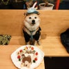 柴犬『次郎くん』のBirthdayケーキの画像
