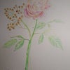 #新しい趣味は　色鉛筆画教室受講。秋薔薇の画像