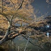 井の頭公園の夜桜の画像