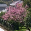 4月2日付''今日の出来事‼️” ー桜の開花も記憶ですかーの画像