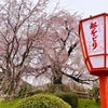 円山公園の桜❗️の画像